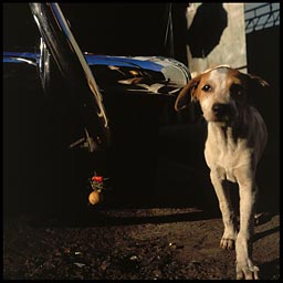 dog under taxi   12893 bytes