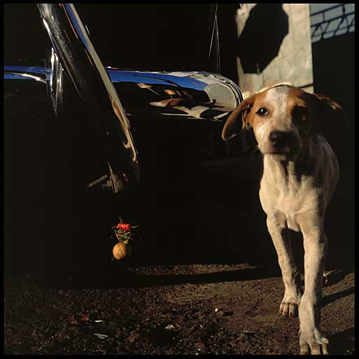 dog under taxi