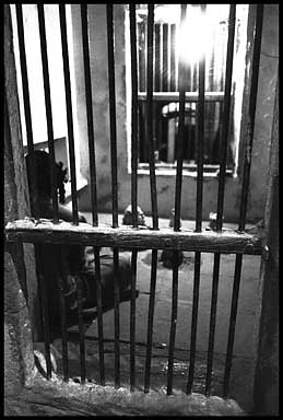 girl inside barred window   18614 bytes