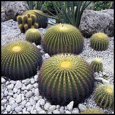 singapore airport cacti   44378 bytes