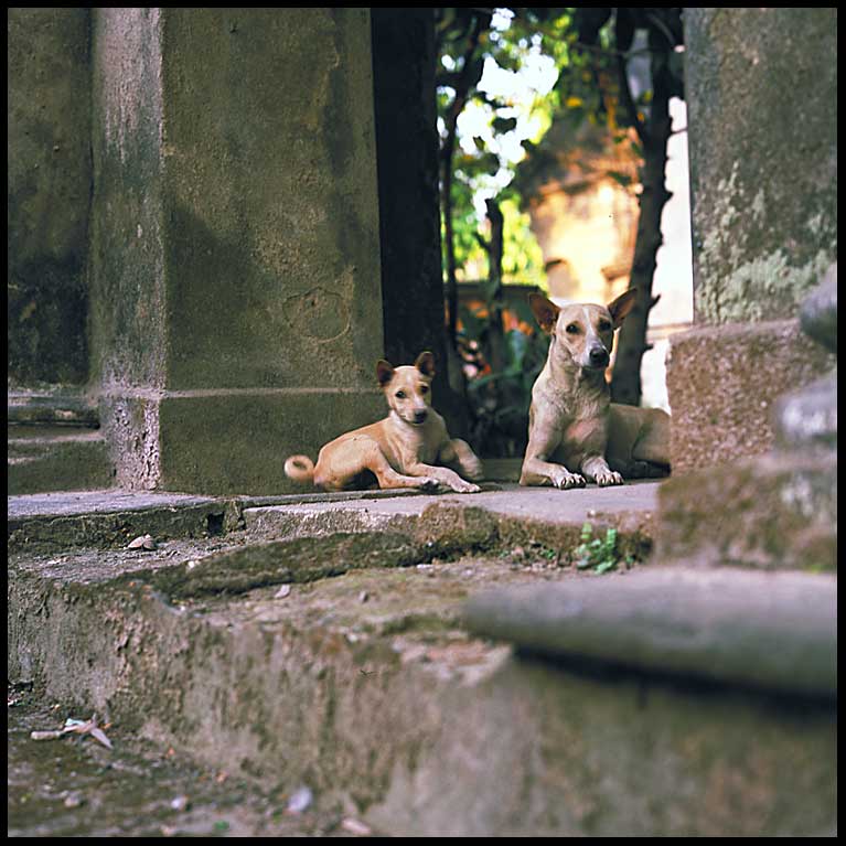 calcutta cemetery dogs 2